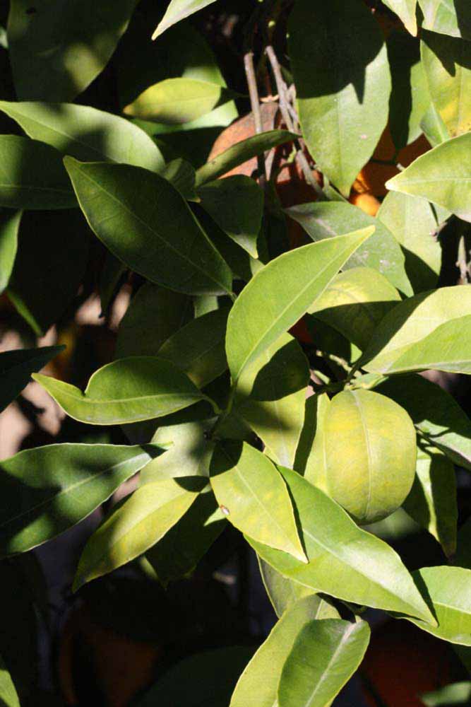            Sun leaves (Riverside, CA)   